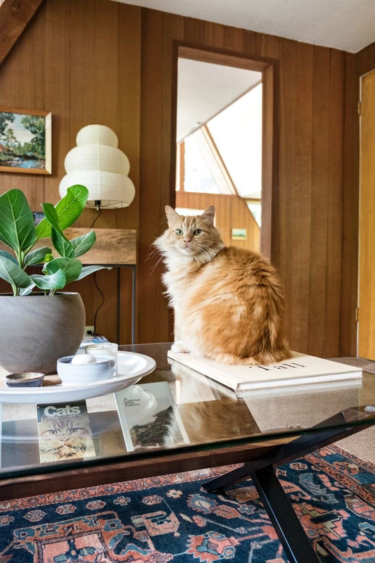 Cats Through the Ages: A Hilarious Journey from Ancient Origins to Modern Mischief