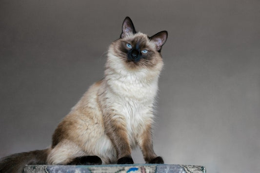 The Purr-fect Guide to Hypoallergenic Cat Breeds for the Allergy-Prone Feline Fanatic