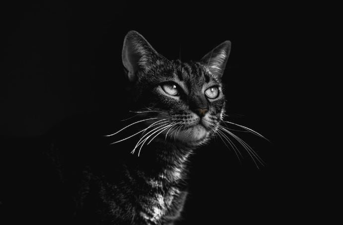 Cat Food Ingredients to Avoid: 10 "Catastrophic" Culprits for Your Feline Friend