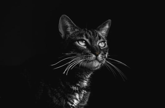 Cat Food Ingredients to Avoid: 10 "Catastrophic" Culprits for Your Feline Friend