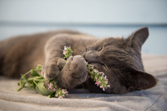 Nip-tastic Delights: Embracing the Magic of Catnip