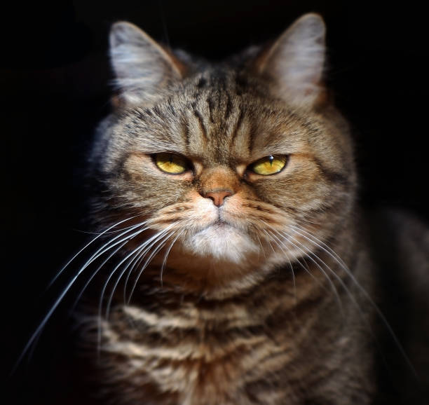 The 10 Things That Cats Just Can't Stand (And May Make Them Plot World Domination)