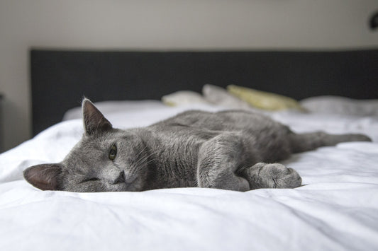 Cats and Their Zzz's: The Hilarious World of "Feline Naptology"