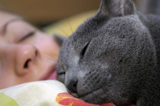 Why Cats Sleep On Top of Their Humans